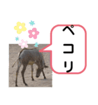 たけしのスタンプ  その18（個別スタンプ：3）