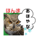 たけしのスタンプ  その18（個別スタンプ：13）