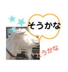 たけしのスタンプ  その18（個別スタンプ：18）