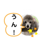 たけしのスタンプ  その18（個別スタンプ：19）