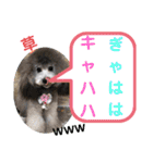 たけしのスタンプ  その18（個別スタンプ：21）