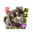 犬と猫の使えるスタンプ（個別スタンプ：1）