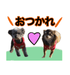 犬と猫の使えるスタンプ（個別スタンプ：2）