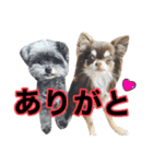 犬と猫の使えるスタンプ（個別スタンプ：3）