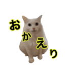 犬と猫の使えるスタンプ（個別スタンプ：4）