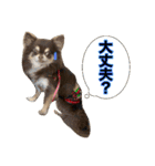 犬と猫の使えるスタンプ（個別スタンプ：7）
