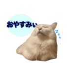 犬と猫の使えるスタンプ（個別スタンプ：9）