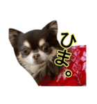 犬と猫の使えるスタンプ（個別スタンプ：10）