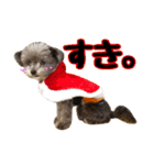 犬と猫の使えるスタンプ（個別スタンプ：11）