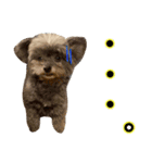 犬と猫の使えるスタンプ（個別スタンプ：13）