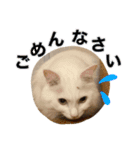 犬と猫の使えるスタンプ（個別スタンプ：14）