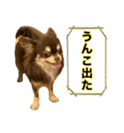 犬と猫の使えるスタンプ（個別スタンプ：15）