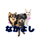 犬と猫の使えるスタンプ（個別スタンプ：16）
