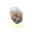 ハムくんの日常スタンプ（個別スタンプ：23）
