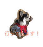 チワワのさーくん（個別スタンプ：4）