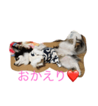 チワワのさーくん（個別スタンプ：7）