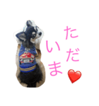 チワワのさーくん（個別スタンプ：8）