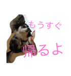 チワワのさーくん（個別スタンプ：10）