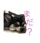 チワワのさーくん（個別スタンプ：12）