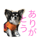 チワワのさーくん（個別スタンプ：14）