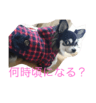 チワワのさーくん（個別スタンプ：16）