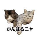 ララ＆ミミ＆ココのスタンプ（個別スタンプ：1）