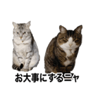 ララ＆ミミ＆ココのスタンプ（個別スタンプ：3）