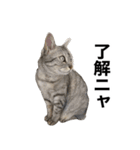 ララ＆ミミ＆ココのスタンプ（個別スタンプ：4）