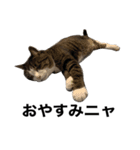 ララ＆ミミ＆ココのスタンプ（個別スタンプ：7）