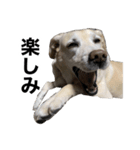 ララ＆ミミ＆ココのスタンプ（個別スタンプ：13）