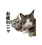 ララ＆ミミ＆ココのスタンプ（個別スタンプ：16）