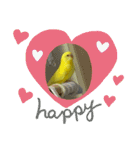 可愛い♡インコちゃん♡♡♡（個別スタンプ：3）
