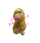 可愛い♡インコちゃん♡♡♡（個別スタンプ：4）