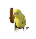 可愛い♡インコちゃん♡♡♡（個別スタンプ：7）