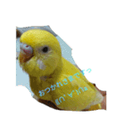 可愛い♡インコちゃん♡♡♡（個別スタンプ：8）