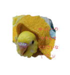 可愛い♡インコちゃん♡♡♡（個別スタンプ：9）