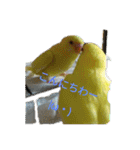 可愛い♡インコちゃん♡♡♡（個別スタンプ：10）