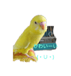可愛い♡インコちゃん♡♡♡（個別スタンプ：11）