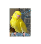 可愛い♡インコちゃん♡♡♡（個別スタンプ：14）