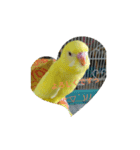 可愛い♡インコちゃん♡♡♡（個別スタンプ：16）