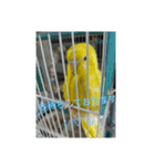 可愛い♡インコちゃん♡♡♡（個別スタンプ：17）