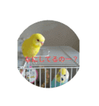 可愛い♡インコちゃん♡♡♡（個別スタンプ：18）