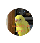 可愛い♡インコちゃん♡♡♡（個別スタンプ：19）