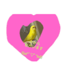可愛い♡インコちゃん♡♡♡（個別スタンプ：20）