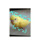 可愛い♡インコちゃん♡♡♡（個別スタンプ：22）