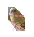 可愛い♡インコちゃん♡♡♡（個別スタンプ：23）