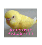 可愛い♡インコちゃん♡♡♡（個別スタンプ：24）