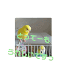 可愛い♡インコちゃん♡♡♡（個別スタンプ：25）