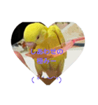可愛い♡インコちゃん♡♡♡（個別スタンプ：26）