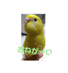 可愛い♡インコちゃん♡♡♡（個別スタンプ：27）